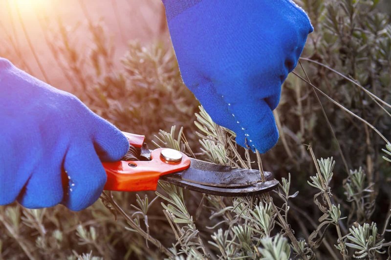 7月の剪定ガイド:剪定すべき11の植物と避けるべき7つの植物 