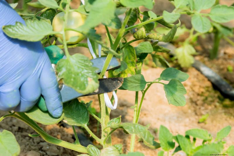 7月の剪定ガイド:剪定すべき11の植物と避けるべき7つの植物 