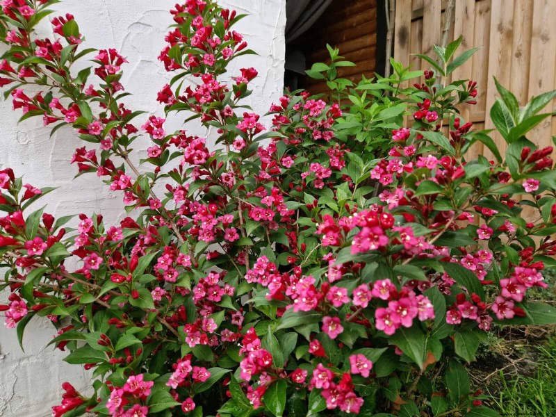 7月の剪定ガイド:剪定すべき11の植物と避けるべき7つの植物 