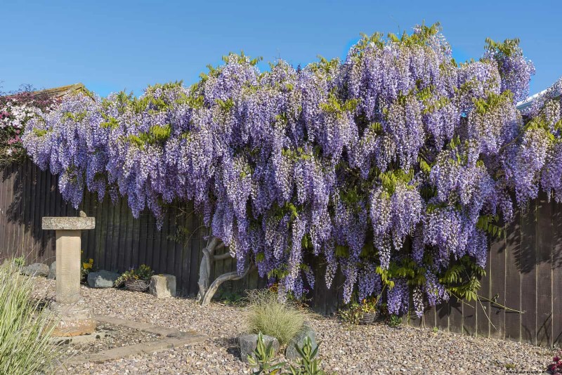 7月の剪定ガイド:剪定すべき11の植物と避けるべき7つの植物 