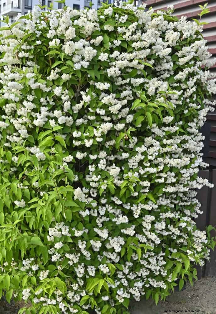 7月の剪定ガイド:剪定すべき11の植物と避けるべき7つの植物 