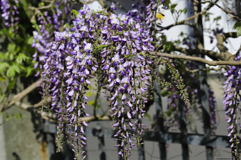 7月の剪定ガイド:剪定すべき11の植物と避けるべき7つの植物 