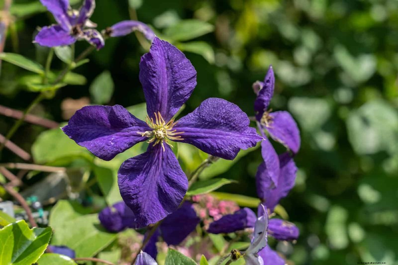 7月の剪定ガイド:剪定すべき11の植物と避けるべき7つの植物 