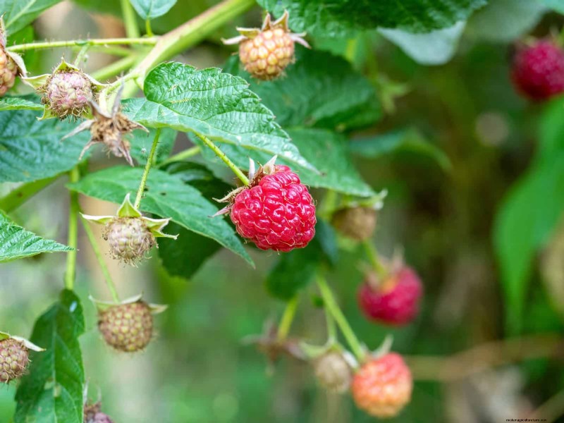 7月の剪定ガイド:剪定すべき11の植物と避けるべき7つの植物 