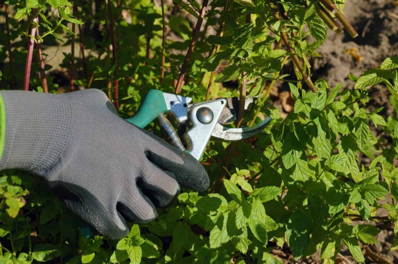 7月の剪定ガイド:剪定すべき11の植物と避けるべき7つの植物 