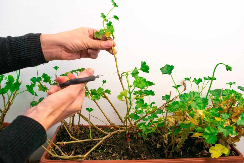 7月の剪定ガイド:剪定すべき11の植物と避けるべき7つの植物 