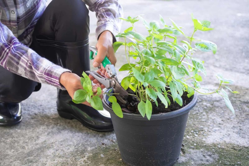 7月の剪定ガイド:剪定すべき11の植物と避けるべき7つの植物 
