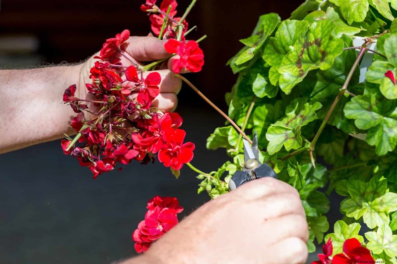 7月の剪定ガイド:剪定すべき11の植物と避けるべき7つの植物 