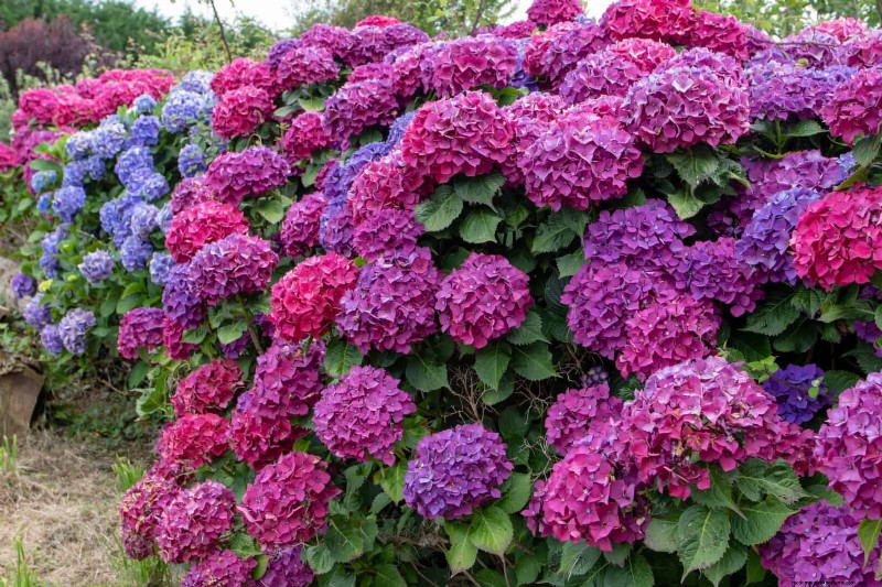 7月の剪定ガイド:剪定すべき11の植物と避けるべき7つの植物 