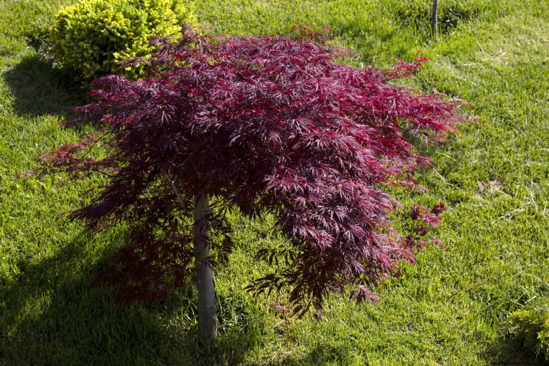 7月の剪定ガイド:剪定すべき11の植物と避けるべき7つの植物 
