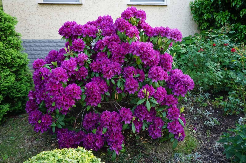 7月の剪定ガイド:剪定すべき11の植物と避けるべき7つの植物 