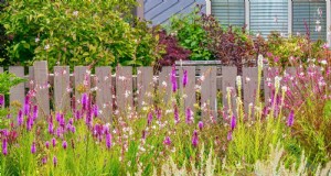 11 häufige Gartenpflanzen, die Ihren Beeten schaden können – Tipps zur Vorbeugung 