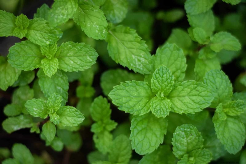 11 häufige Gartenpflanzen, die Ihren Beeten schaden können – Tipps zur Vorbeugung 