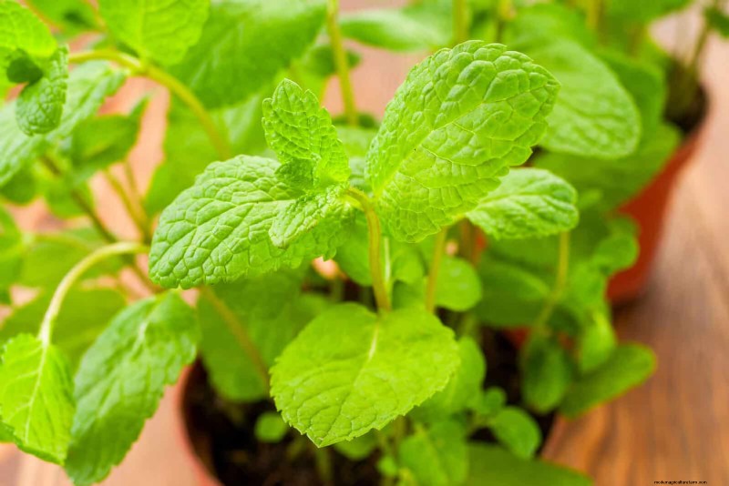 11 häufige Gartenpflanzen, die Ihren Beeten schaden können – Tipps zur Vorbeugung 