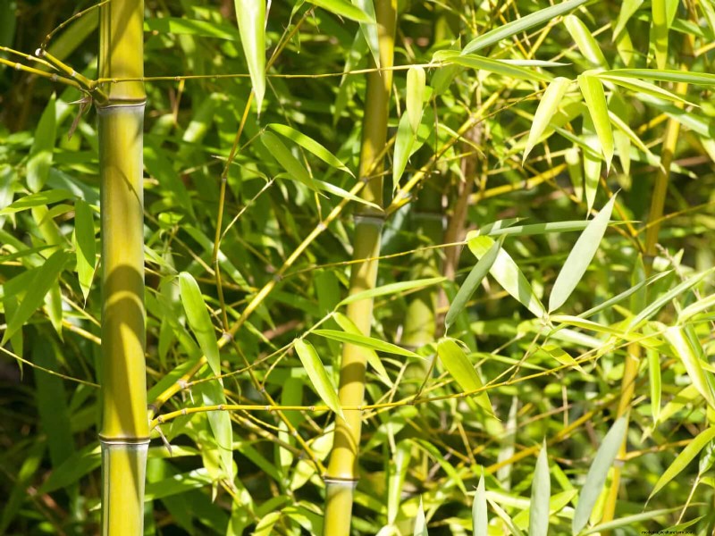 11 häufige Gartenpflanzen, die Ihren Beeten schaden können – Tipps zur Vorbeugung 