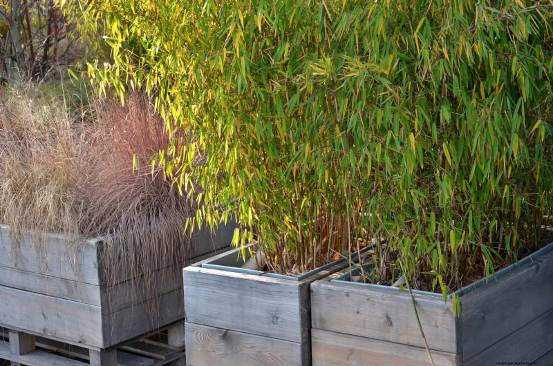 11 häufige Gartenpflanzen, die Ihren Beeten schaden können – Tipps zur Vorbeugung 
