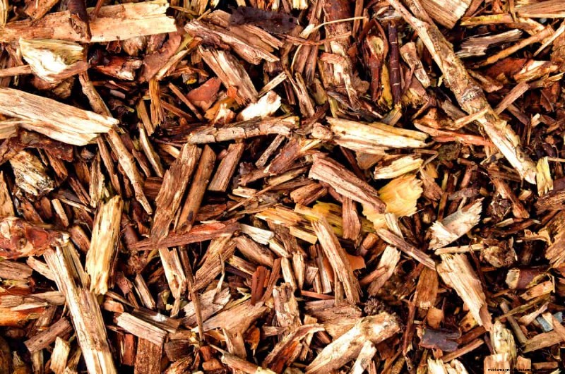 11 häufige Gartenpflanzen, die Ihren Beeten schaden können – Tipps zur Vorbeugung 