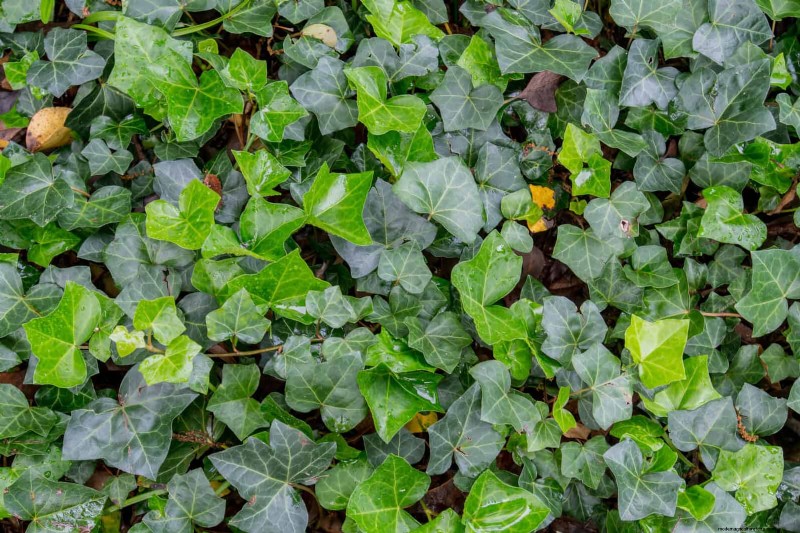 11 häufige Gartenpflanzen, die Ihren Beeten schaden können – Tipps zur Vorbeugung 