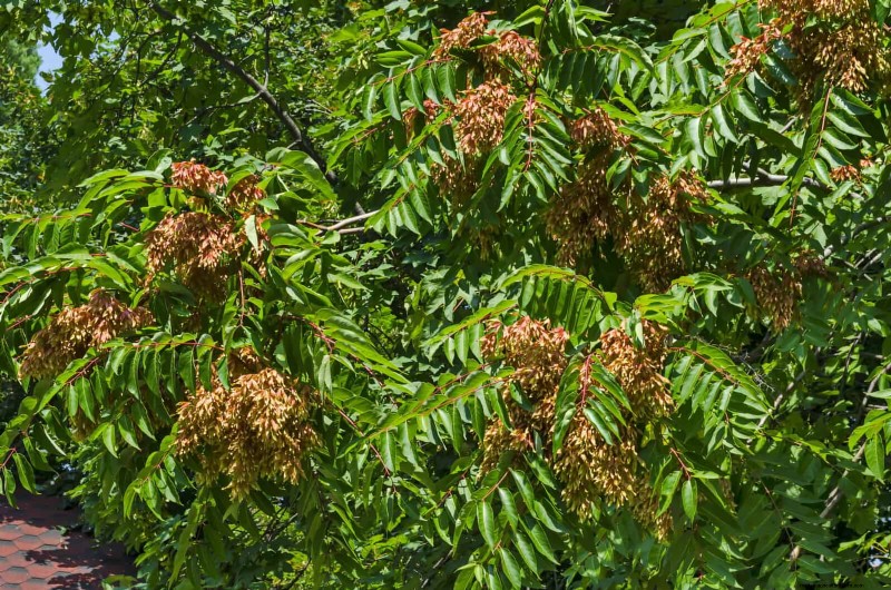 11 häufige Gartenpflanzen, die Ihren Beeten schaden können – Tipps zur Vorbeugung 