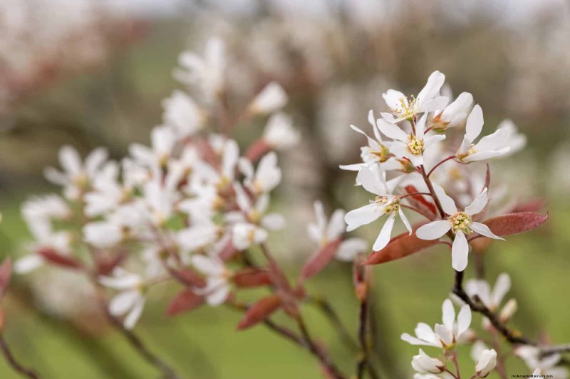 11 häufige Gartenpflanzen, die Ihren Beeten schaden können – Tipps zur Vorbeugung 