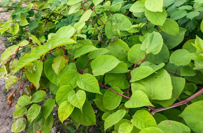 11 häufige Gartenpflanzen, die Ihren Beeten schaden können – Tipps zur Vorbeugung 