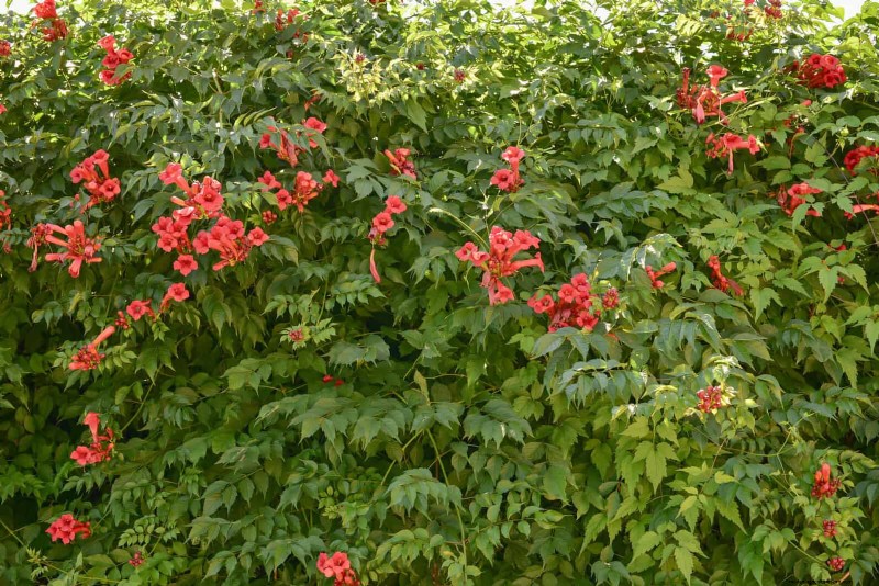 11 häufige Gartenpflanzen, die Ihren Beeten schaden können – Tipps zur Vorbeugung 