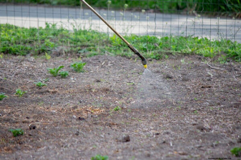 11 häufige Gartenpflanzen, die Ihren Beeten schaden können – Tipps zur Vorbeugung 