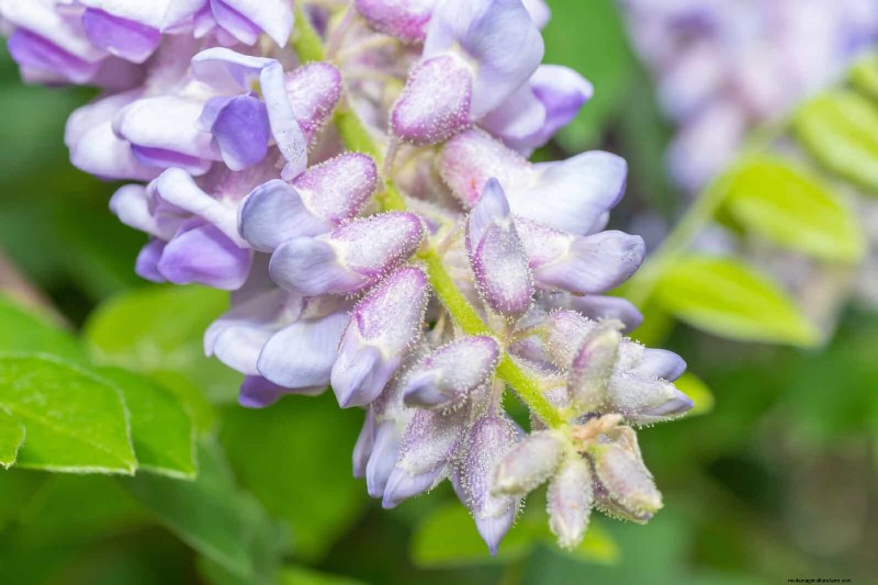 11 häufige Gartenpflanzen, die Ihren Beeten schaden können – Tipps zur Vorbeugung 