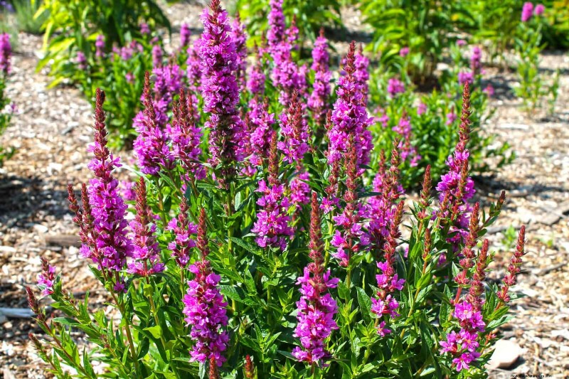 11 häufige Gartenpflanzen, die Ihren Beeten schaden können – Tipps zur Vorbeugung 