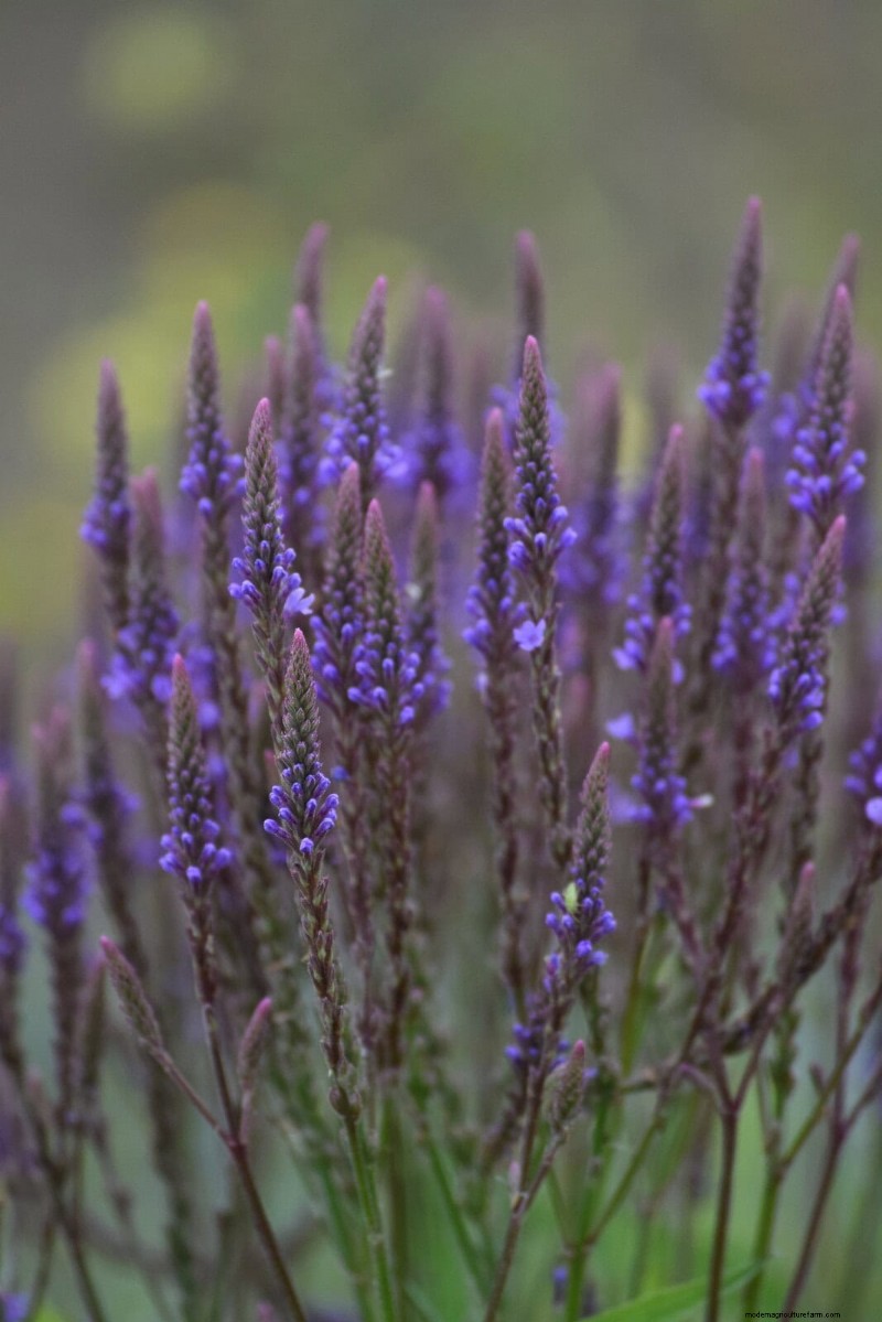 11 häufige Gartenpflanzen, die Ihren Beeten schaden können – Tipps zur Vorbeugung 