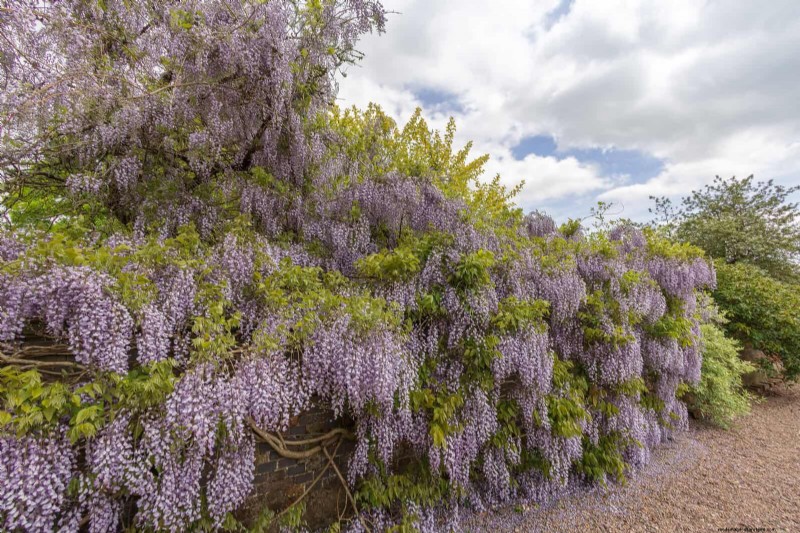 11 häufige Gartenpflanzen, die Ihren Beeten schaden können – Tipps zur Vorbeugung 