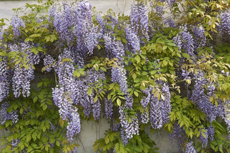 11 häufige Gartenpflanzen, die Ihren Beeten schaden können – Tipps zur Vorbeugung 