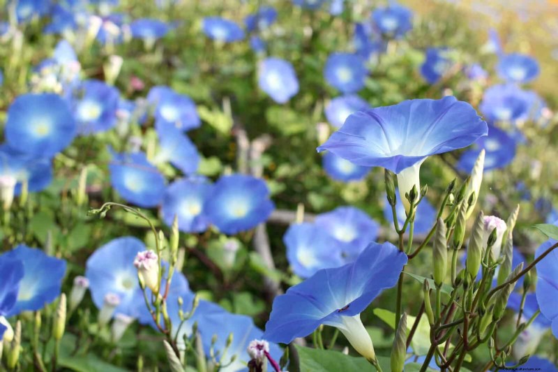 11 häufige Gartenpflanzen, die Ihren Beeten schaden können – Tipps zur Vorbeugung 