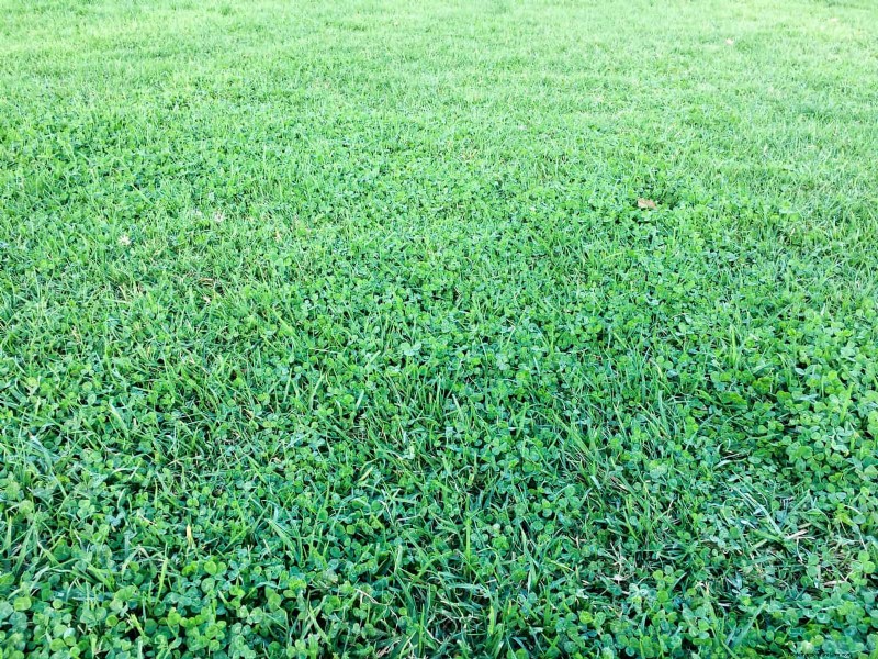 11 häufige Gartenpflanzen, die Ihren Beeten schaden können – Tipps zur Vorbeugung 