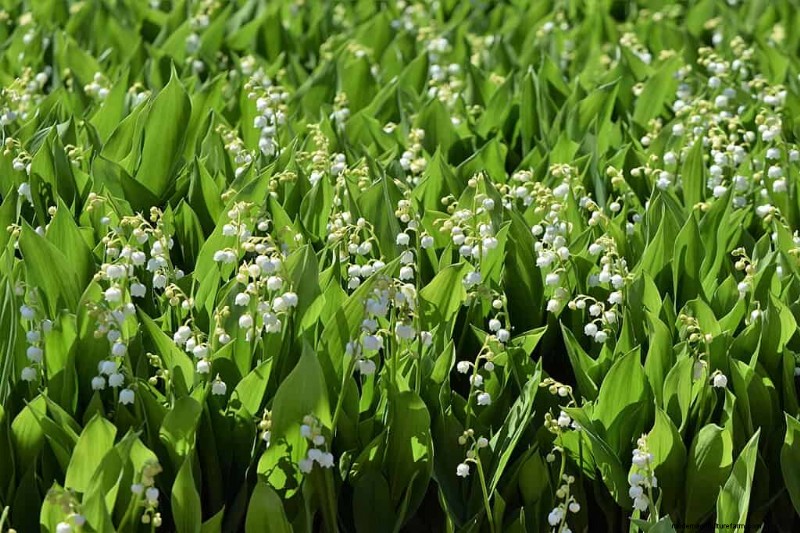 11 häufige Gartenpflanzen, die Ihren Beeten schaden können – Tipps zur Vorbeugung 