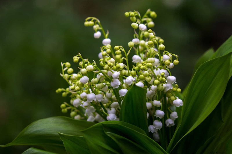 11 häufige Gartenpflanzen, die Ihren Beeten schaden können – Tipps zur Vorbeugung 