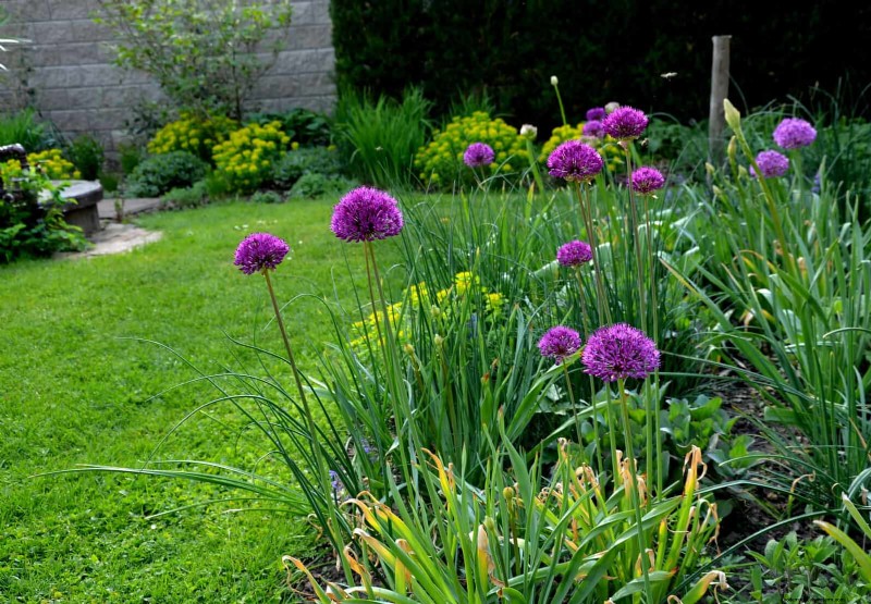 11 häufige Gartenpflanzen, die Ihren Beeten schaden können – Tipps zur Vorbeugung 