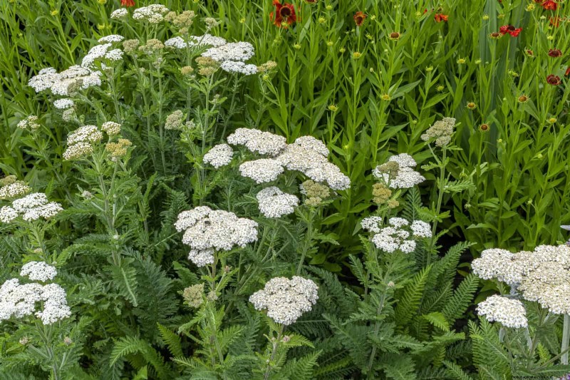 16 überraschend nützliche „Unkräuter“, die Ihren Garten verschönern 