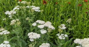 16 Verrassend voordelig  onkruid  dat uw tuin verbetert 