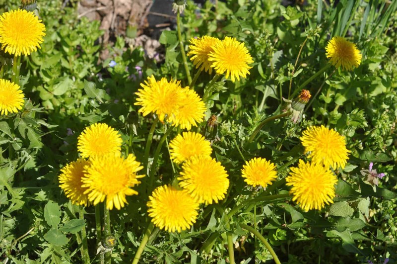 16 überraschend nützliche „Unkräuter“, die Ihren Garten verschönern 
