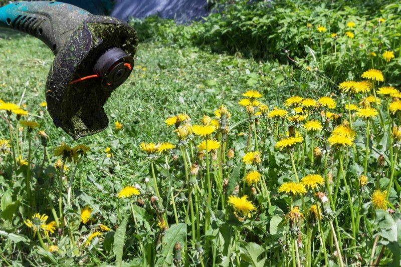 16 überraschend nützliche „Unkräuter“, die Ihren Garten verschönern 