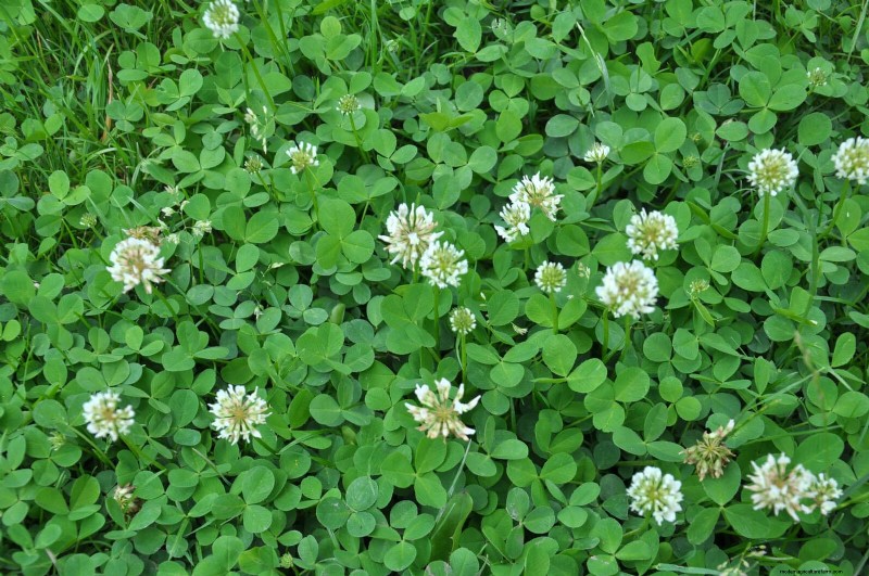 16 überraschend nützliche „Unkräuter“, die Ihren Garten verschönern 