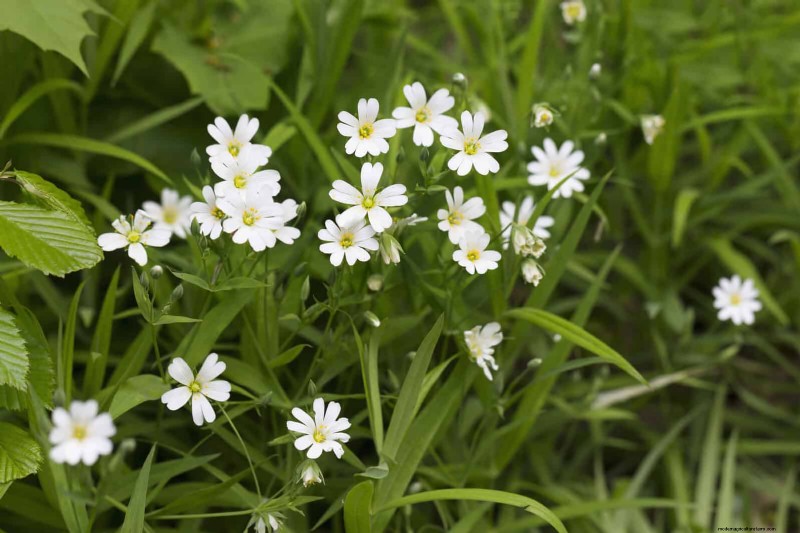 16 überraschend nützliche „Unkräuter“, die Ihren Garten verschönern 