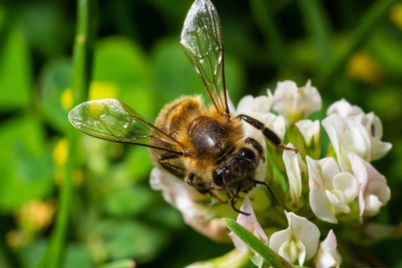 16 überraschend nützliche „Unkräuter“, die Ihren Garten verschönern 