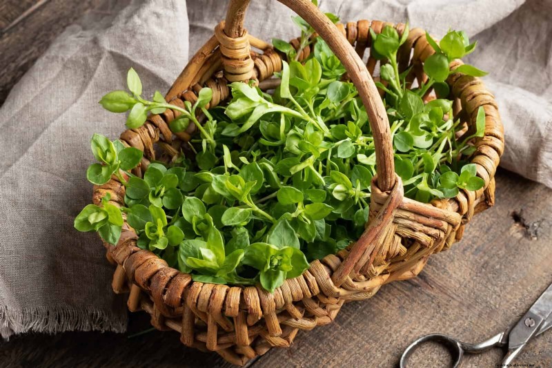 16 überraschend nützliche „Unkräuter“, die Ihren Garten verschönern 