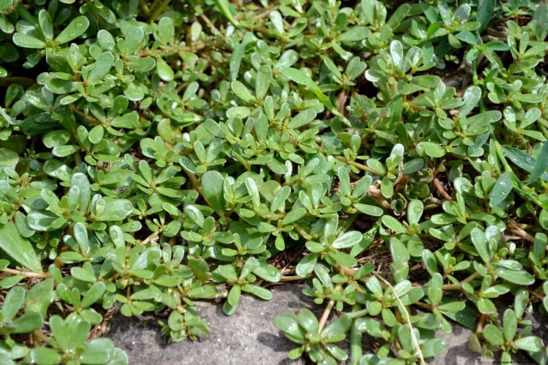16 überraschend nützliche „Unkräuter“, die Ihren Garten verschönern 