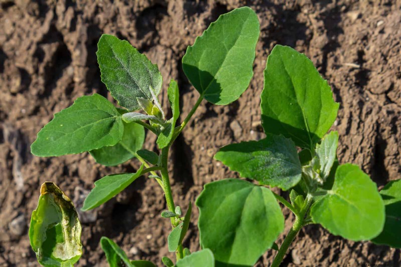 16 überraschend nützliche „Unkräuter“, die Ihren Garten verschönern 