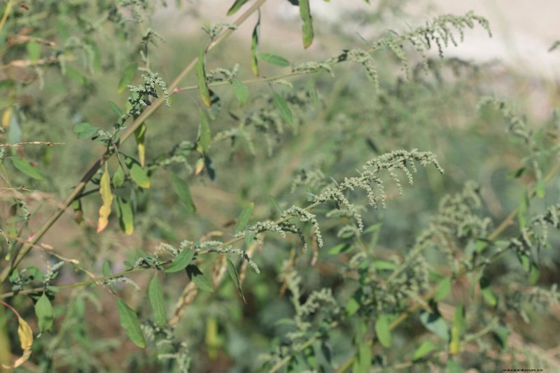 16 überraschend nützliche „Unkräuter“, die Ihren Garten verschönern 