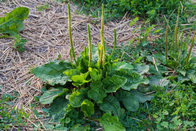 16 überraschend nützliche „Unkräuter“, die Ihren Garten verschönern 
