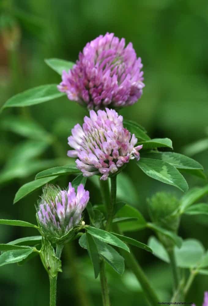 16 überraschend nützliche „Unkräuter“, die Ihren Garten verschönern 